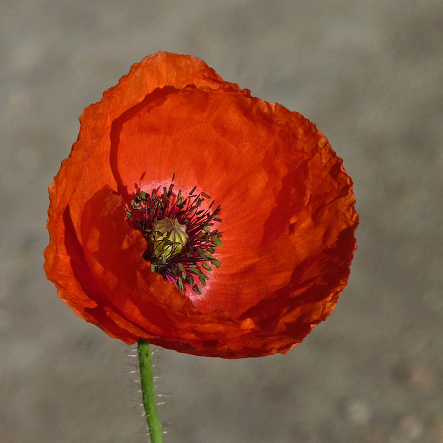 A Poppy always feels good