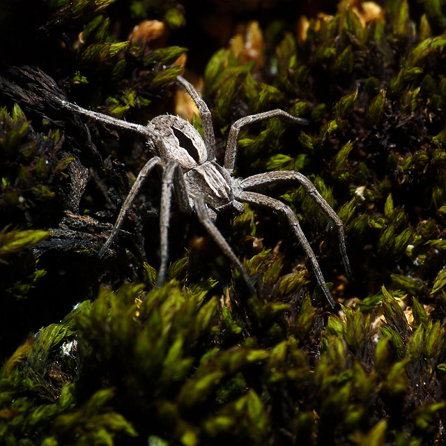 Wolf Spider