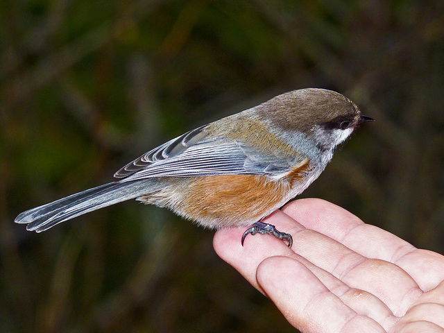 Fearless Boreal Chickadee