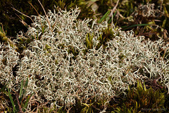 Lichen Cladonia ciliata tenuis ?