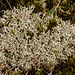 Lichen Cladonia ciliata tenuis ?