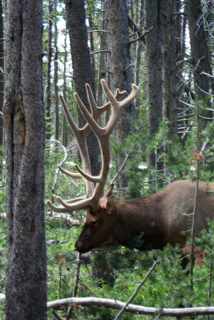 Elk