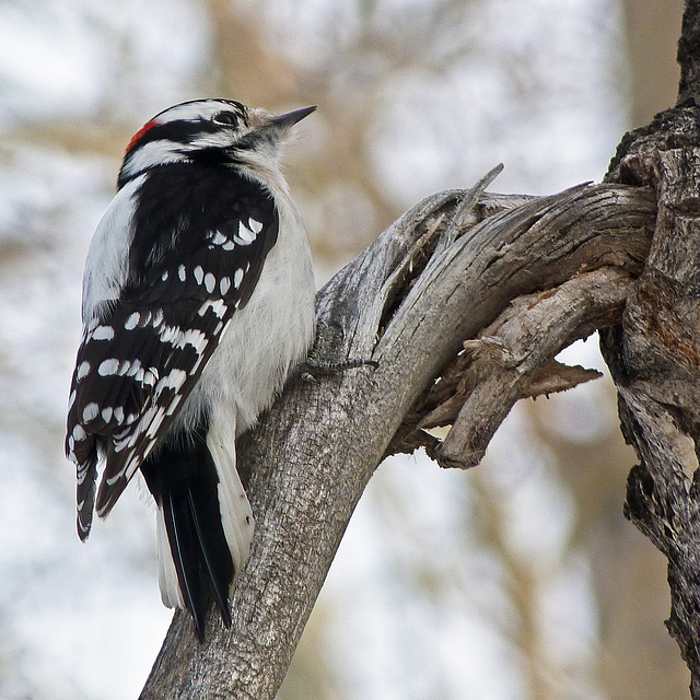 Downy Woodpecker