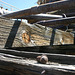 Mill timber closeup, Bodie