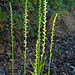 Piperia unalascensis