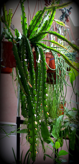 Rhipsalis cruciforme  (2)
