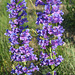 Blue Penstemon (Penstemon cyaneus)