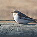 Snow Bunting