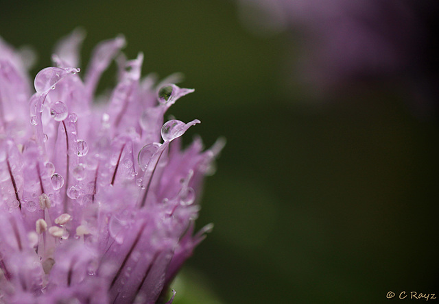 Summer Drizzling By