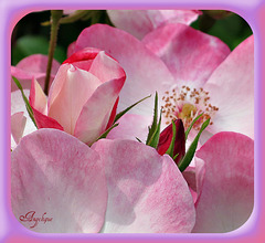 IMG 3679-002