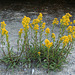 Saffron Ragwort (Senecio crocatus)