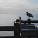 Oceanside Pier morning 3410a