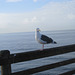 Oceanside Pier morning 3411a