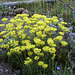 Sulphur Flower (Eriogonum umbellatum)