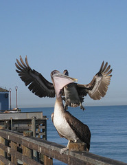 Oceanside Pier Pelicans 0814a