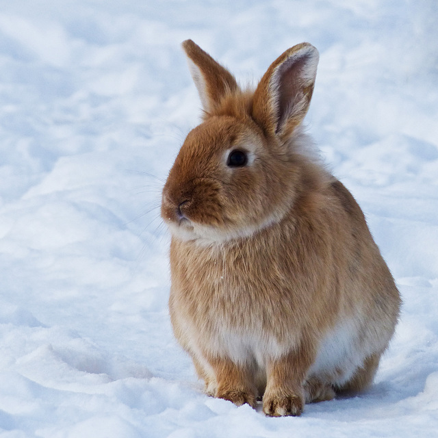 Cuddly ball of fluff - for CHIARA, MICHELE and EMMANUELE : )