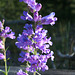 Blue Penstemon (Penstemon cyaneus)