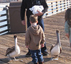 Oceanside Pier Pelicans 0818a