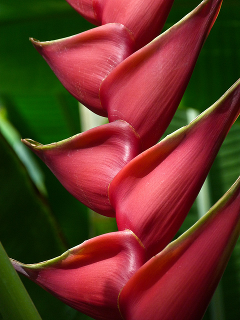 Heliconia