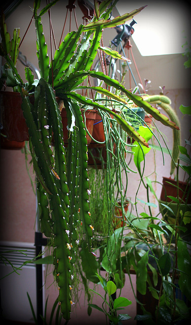 Rhipsalis cruciforme  (3)