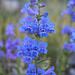 Blue Penstemon (Penstemon cyaneus)