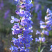 Blue Penstemon (Penstemon cyaneus)