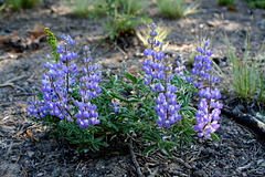 Elegant Lupine (Lupinus lepidus)