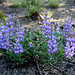 Elegant Lupine (Lupinus lepidus)