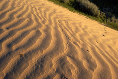 Morning Sun on sand