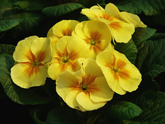 Yellow Primula