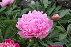 IMG 7695 IMG 7695