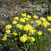 Round-headed Desert Buckwheat (Eriogonum sphaerocephalum)