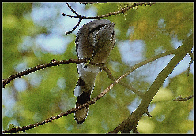 Blue Jay