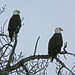 Beautiful Bald Eagles