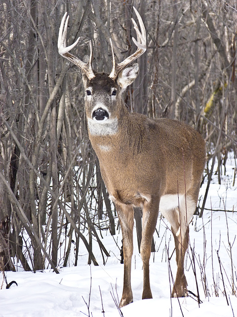 White-tailed Buck, 10-pointer