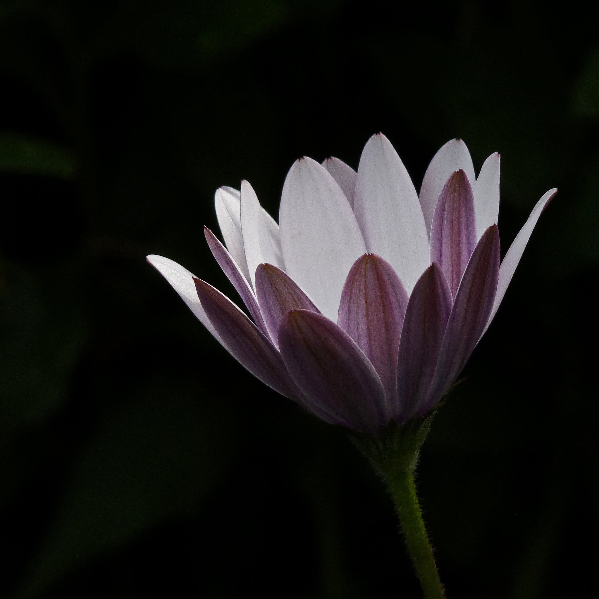 Out of the darkness - for the Chilean miners and their rescuers