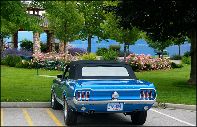 Mustang in Peachland, BC