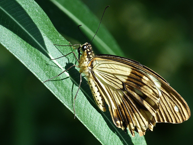 Mocker Swallowtail / Papilio dardanus