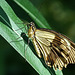 Mocker Swallowtail / Papilio dardanus