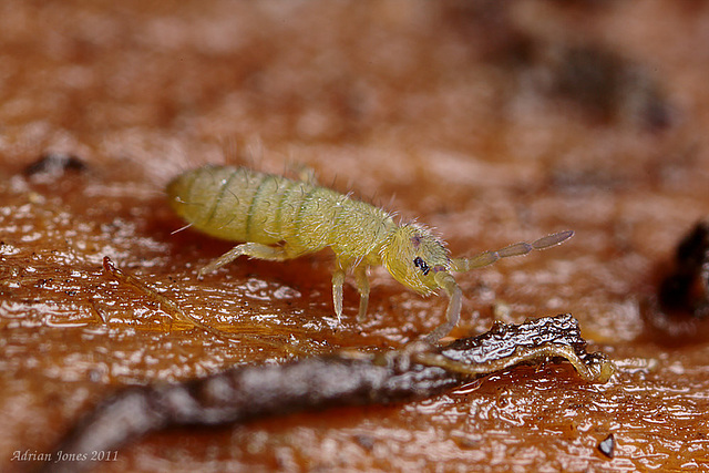 Isotoma viridis ?