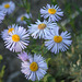 Showy Fleabane (Erigeron speciosus)