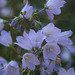 Mountain Harebell (Campanula rotundifolia)