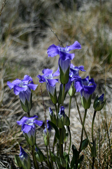 Fringed Gentians