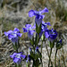 Fringed Gentians