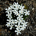 Tufted Phlox (Phlox caespitosa)