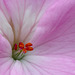 Zonal Pelargonium flower