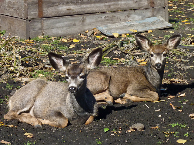 Young Mulies Young Mulies
