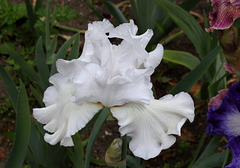 Iris