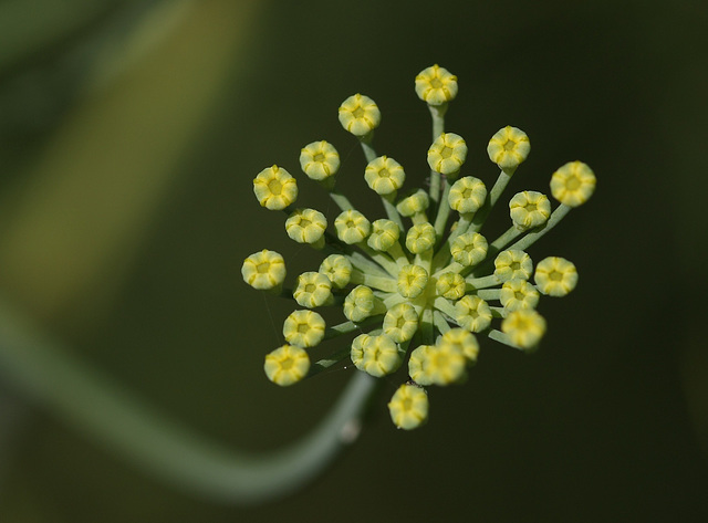 Fennel flower buds