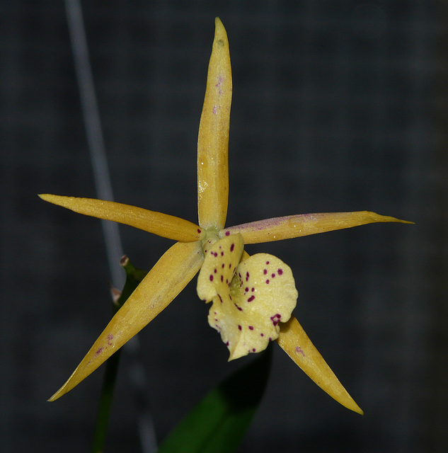 Yellow Bird Orchid